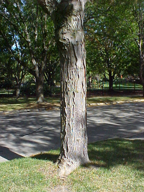 An image of a tree by the MVC-FD75