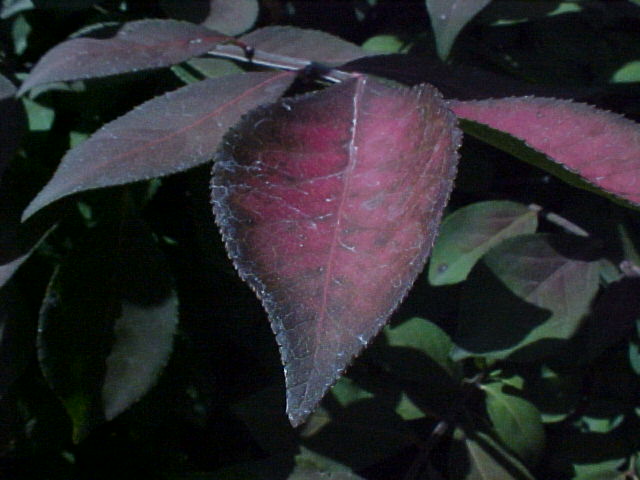 An image of a leaf by the MVC-FD75