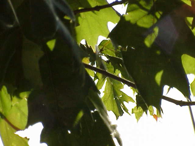 Some oak leaves taken by the MVC-FD91