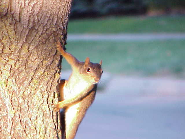 A squirl on a tree taken by the MVC-FD91
