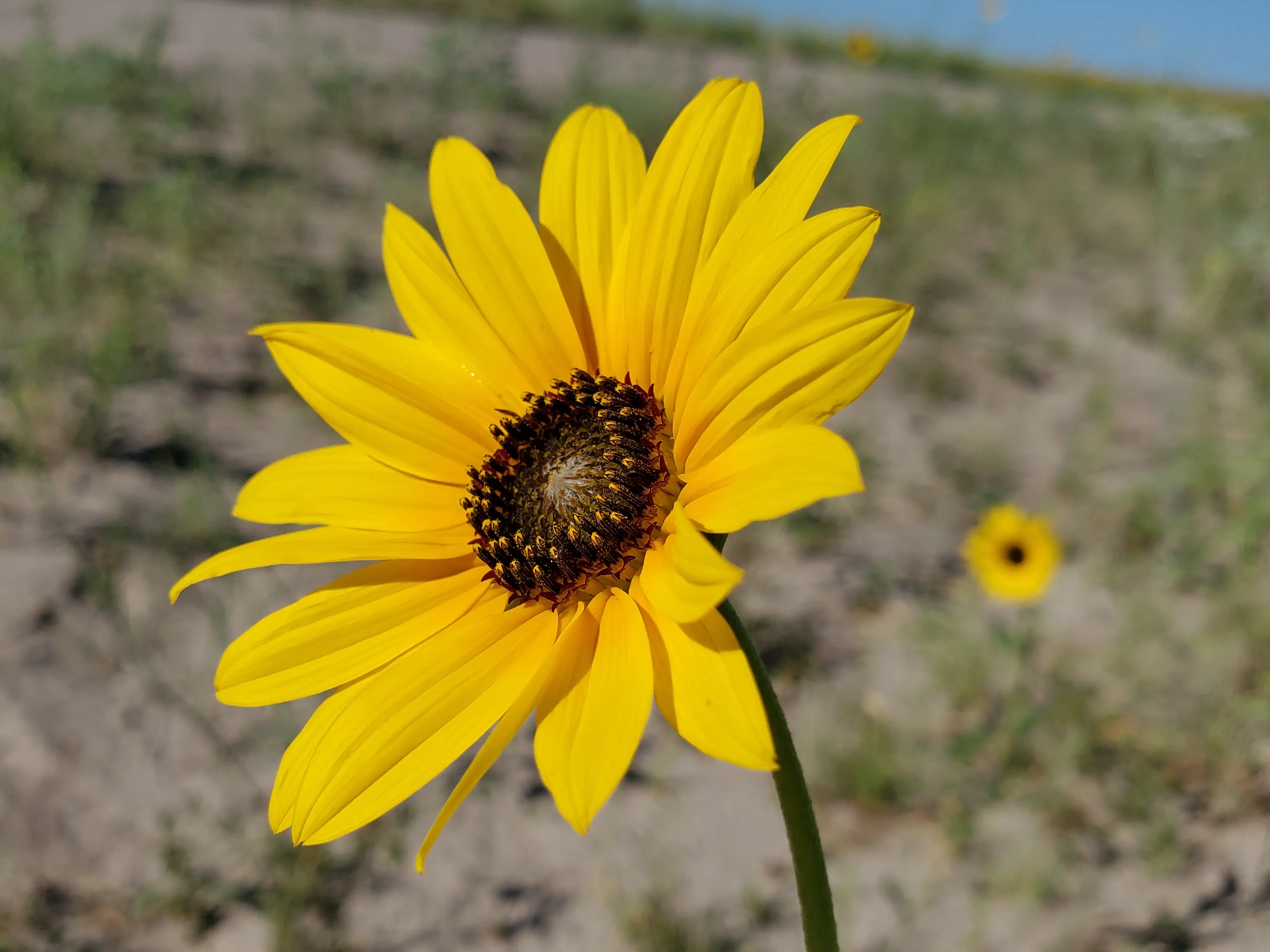 Sunflower! A picture of a sunflower in a barren environment with a blurry background